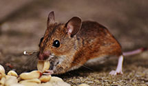24 Hour & Emergency Exterminators in Kansas City, MO